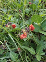 Macroptilium gibbosifolium