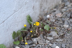 Tussilago farfara