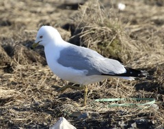 Larus delawarensis