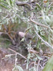 Rhopalomyia hirtipomum