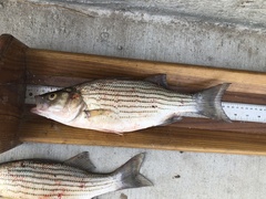 Morone chrysops × saxatilis