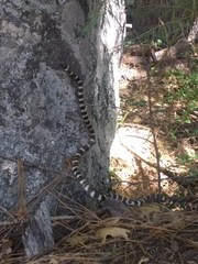 Lampropeltis zonata