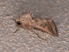 Lacinipolia erecta