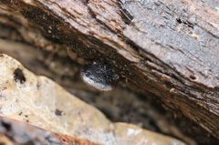 Resupinatus niger
