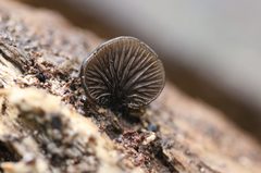 Resupinatus niger