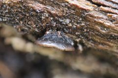 Resupinatus niger