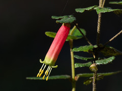 Correa reflexa speciosa