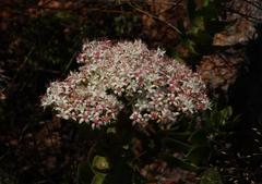 Crassula undulata