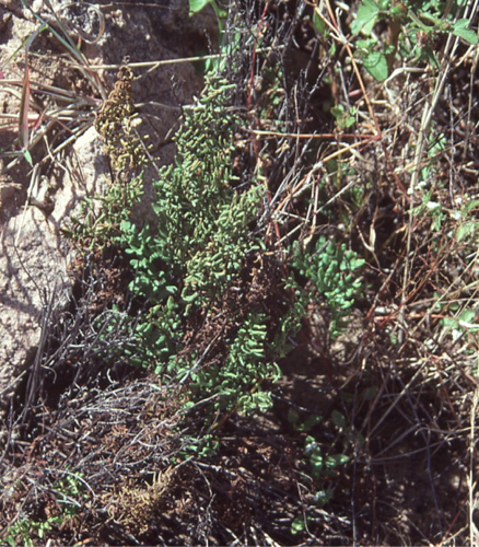 Cheilanthes image