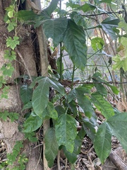 Dendropanax