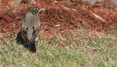 Turdus migratorius