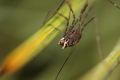 Forsteropsalis inconstans