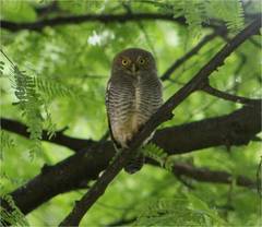 Glaucidium radiatum