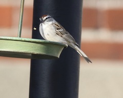 Spizella passerina