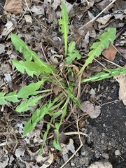 Taraxacum officinale