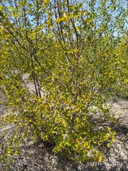 Fraxinus parryi