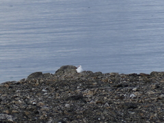 Lagopus muta hyperborea