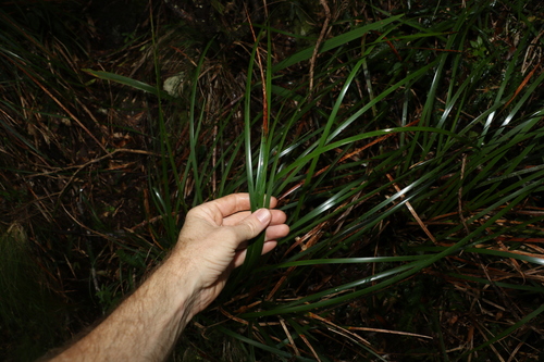 Image of Lepidosperma elatius by (c) Greg Tasney, some rights reserved (CC BY-SA)