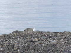 Lagopus muta hyperborea