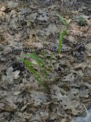 Lampropeltis zonata