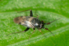 Spanagonicus albofasciatus