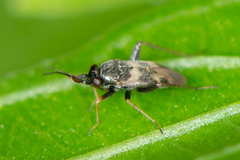 Spanagonicus albofasciatus