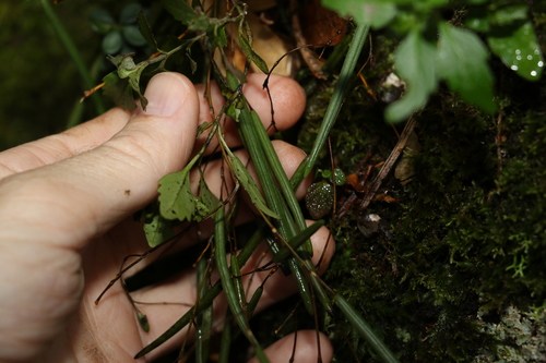 Image of Dendrobium mortii by (c) Greg Tasney, some rights reserved (CC BY-SA)