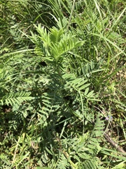 Astragalus crassicarpus