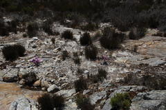 Lampranthus leptosepalus