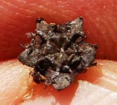 Lampranthus leptosepalus