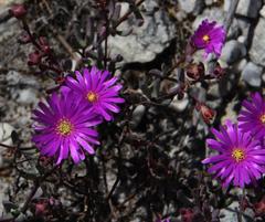 Lampranthus leptosepalus
