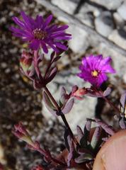 Lampranthus leptosepalus