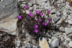 Lampranthus leptosepalus