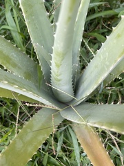 Aloe