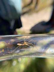 Apterobittacus apterus