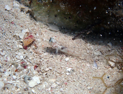 Coryphopterus dicrus