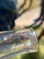 Apterobittacus apterus