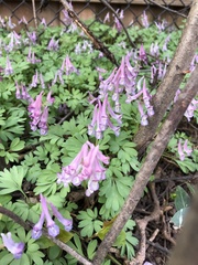 Corydalis solida