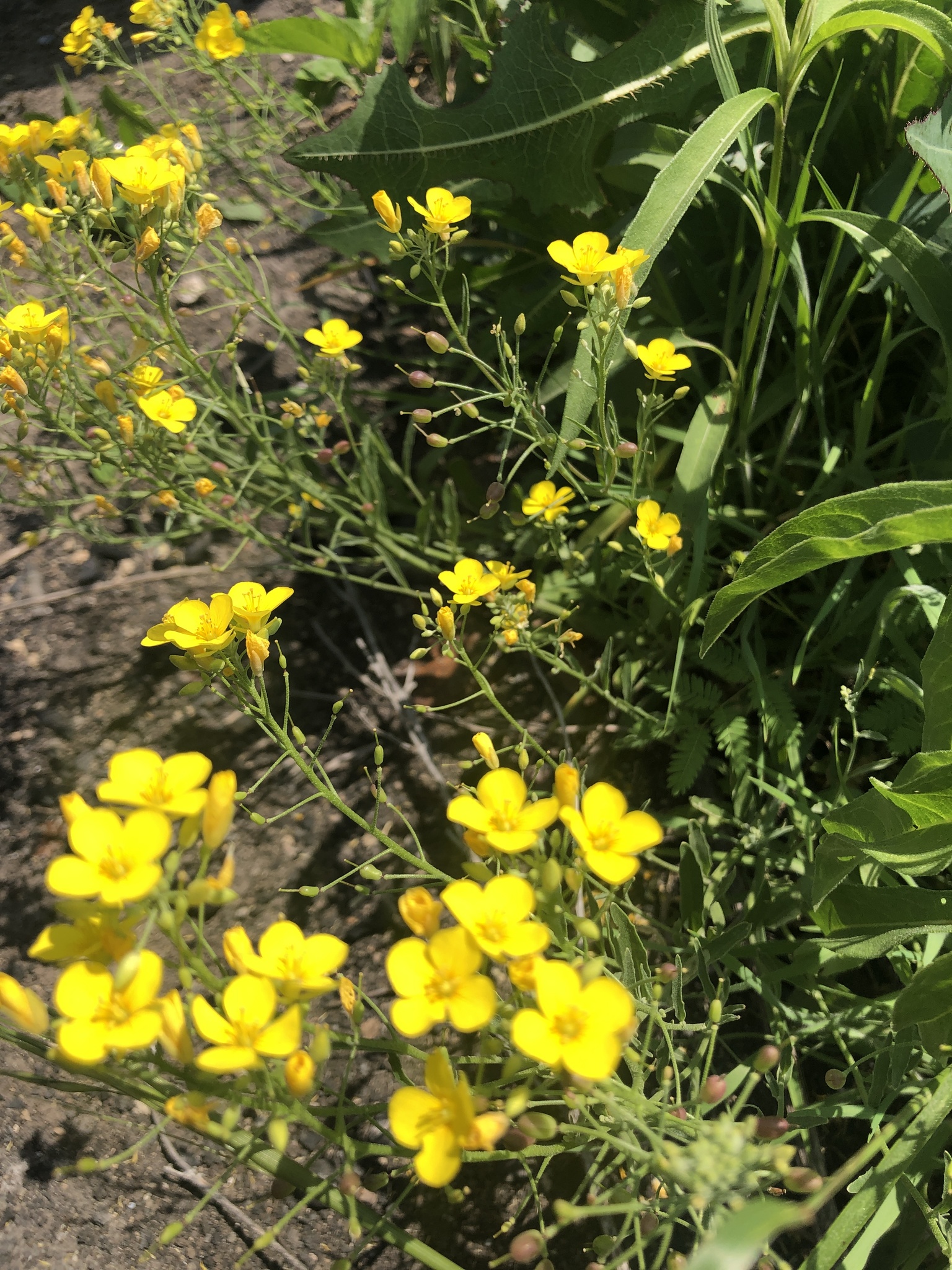 Physaria gracilis ssp. nuttallii
