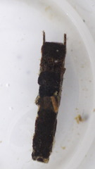 Lepidostoma
