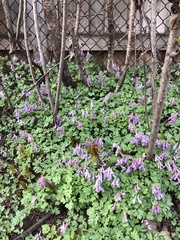 Corydalis solida
