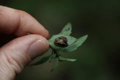 Fastosarion papillosus