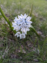 Puschkinia