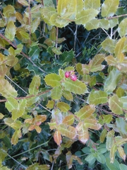 Plagiotrochus quercusilicis