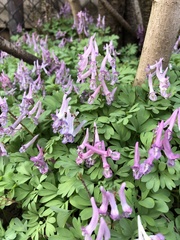 Corydalis solida