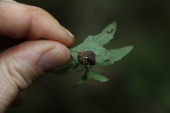 Fastosarion papillosus