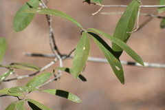 Hippocratea volubilis