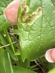 Agromyza aristata