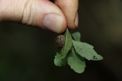 Fastosarion papillosus