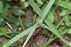 Tradescantia reverchonii
